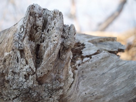 Log with tree fungus.