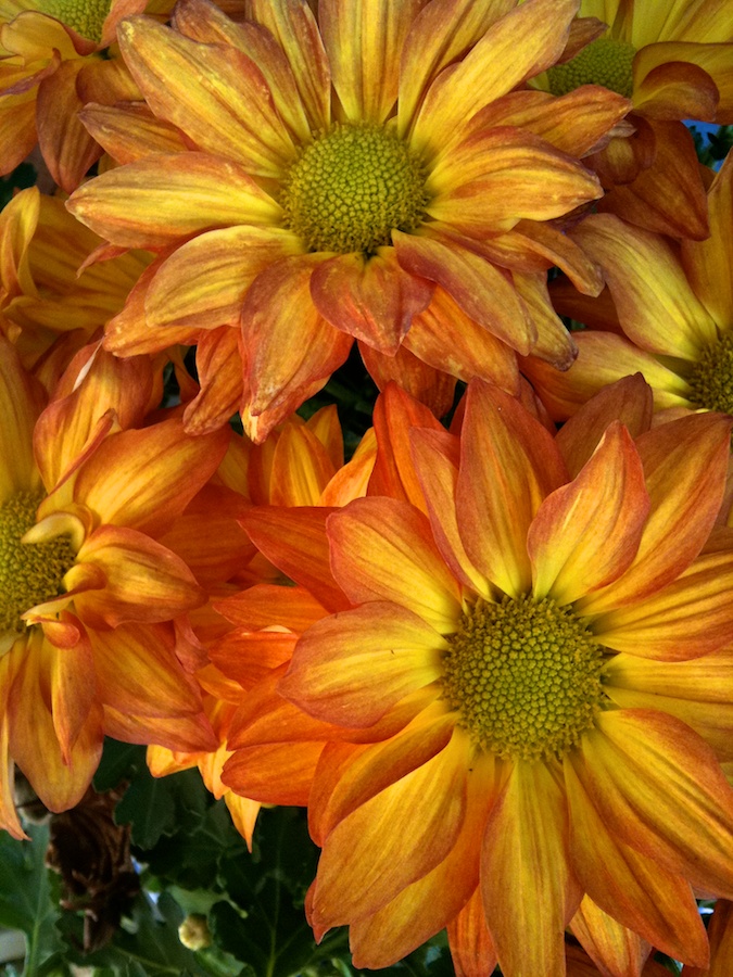 Orange flowers.