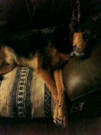 Sammy is a beautiful, soulful creature. | Enlargement not available. Dog on sofa