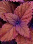 Colorful leaves.