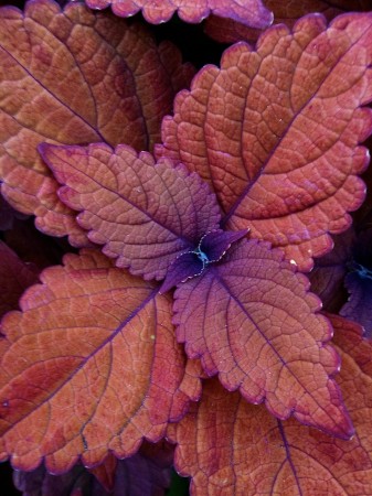 Colorful leaves.