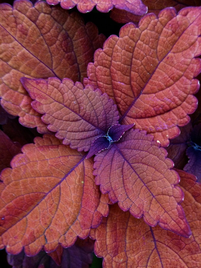 Colorful leaves.