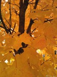 Yellow leaves.