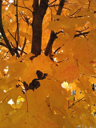 Yellow leaves.