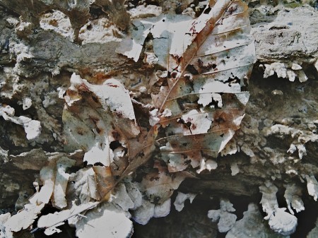 An end to differences. | No enlargement available. Rotting leaf on log.