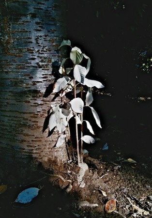 Maybe something scared this plant really badly and its leaves turned white overnight. | No enlargement available. Plant with white leaves.