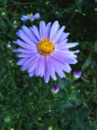 Daisy blossom.