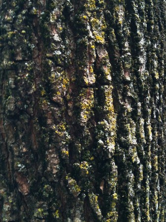 Tree bark.
