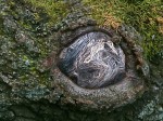 Unusual knot