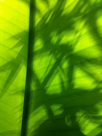Bamboo shadows on banana leaf.
