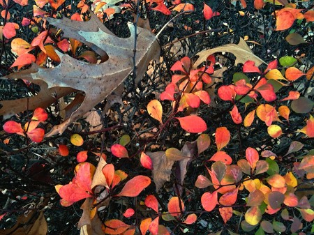 Autumn leaves.