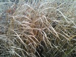 Shrubbery.