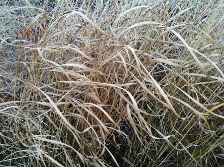 Shrubbery.