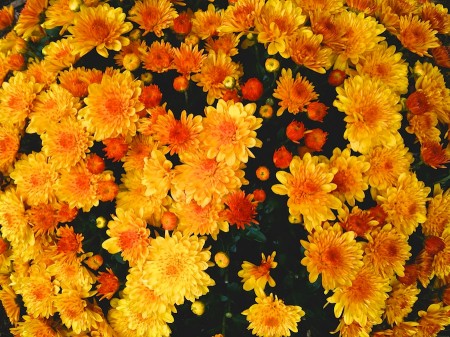 Orange flowers