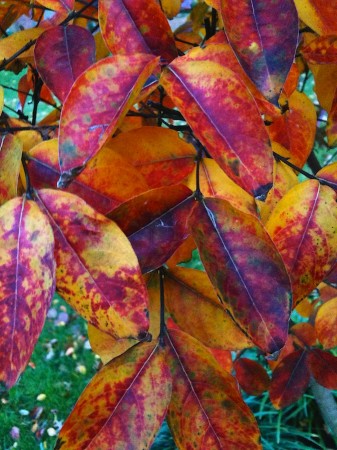 Colorful autumn leaves