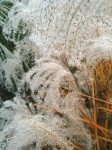 Cascade of grasses in seed.