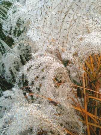 Grass Seed Plant