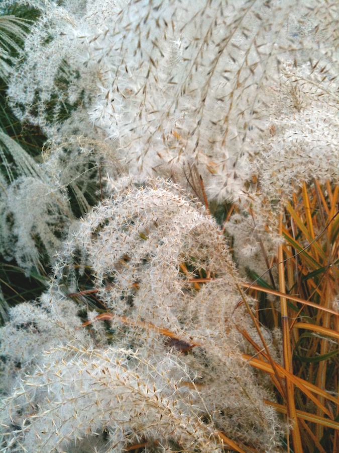 Cascade of grasses in seed.