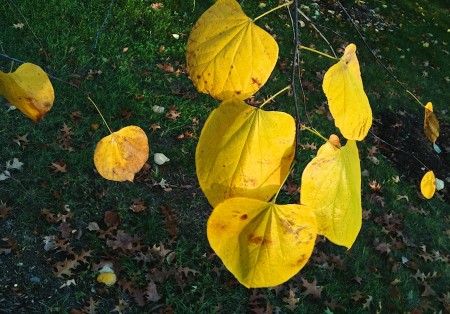 Natural leaf-mobile