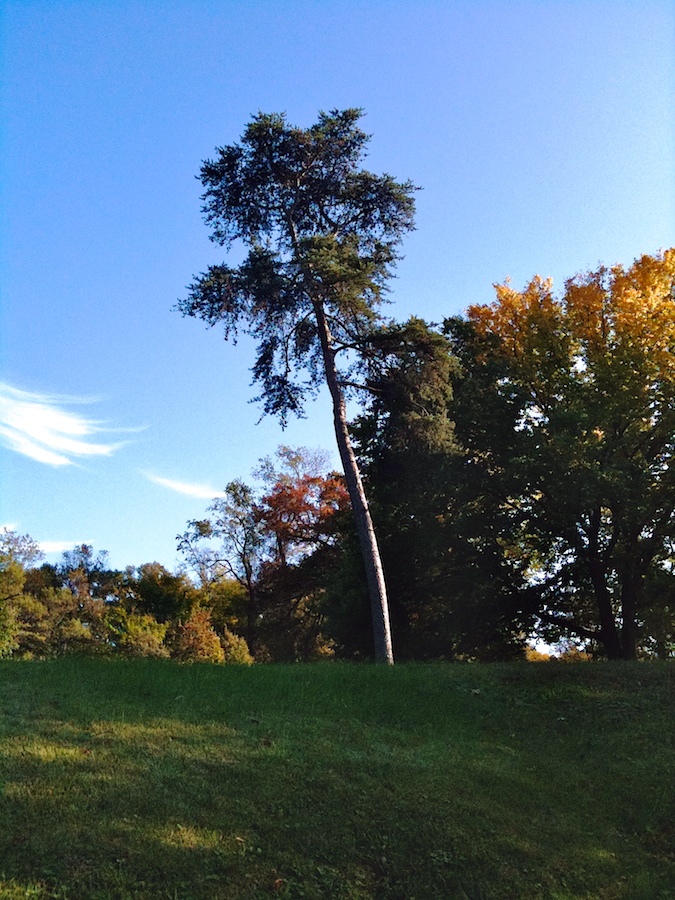 Pine tree on slope