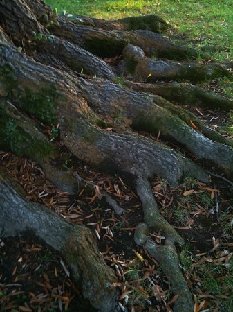 Tree roots