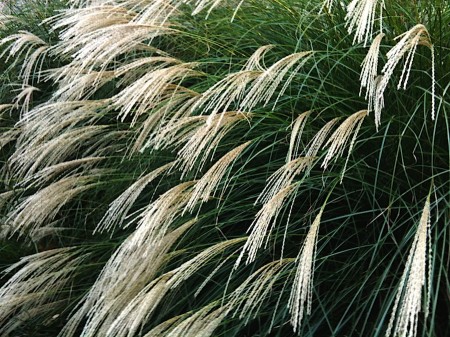 Decorative shrub