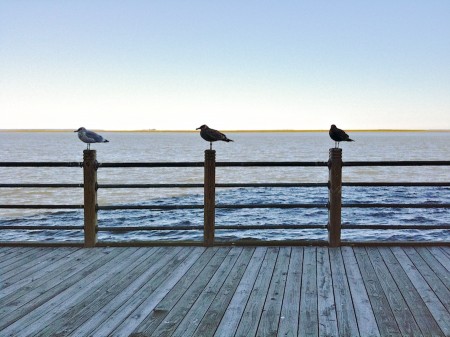 Three birds at Harrah's Atlantic City, NJ