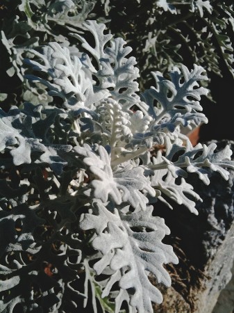 Fleecy leaves; can frost be far behind? | Click to view larger.