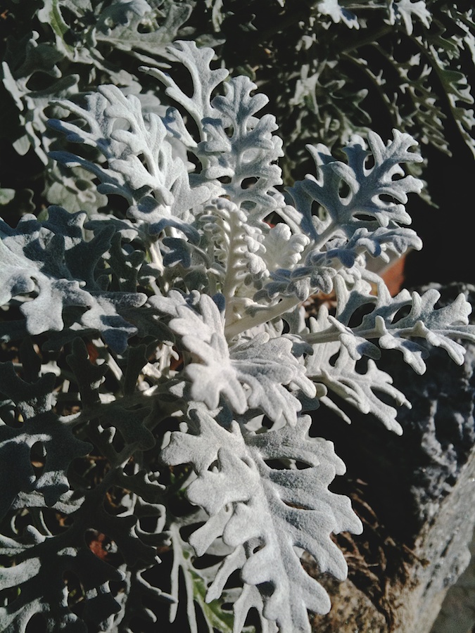 Plant with furry leaves.