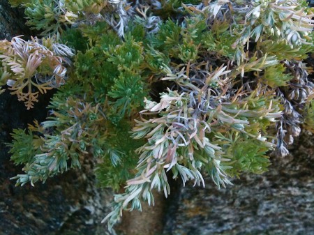 Evergreen and Other Foliage.