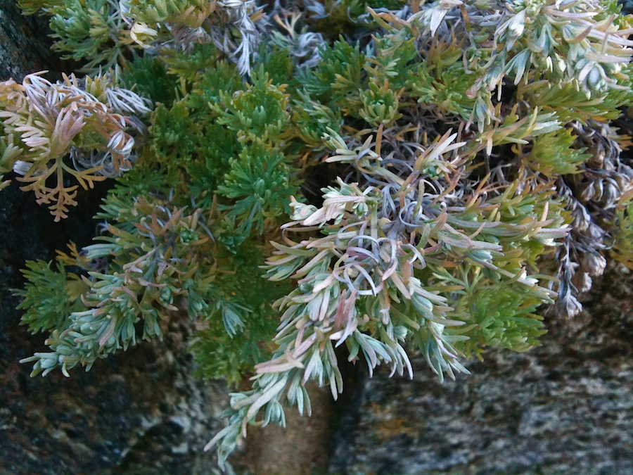 Plants on a stone wall.