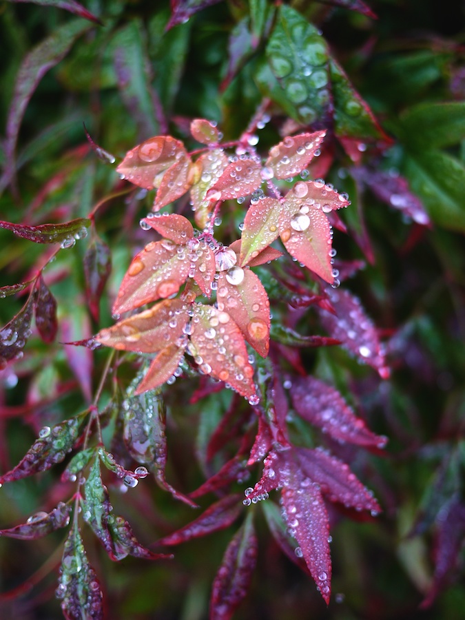 Colorful leaves with raindrops
