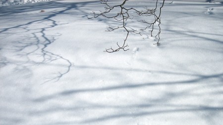 Branching twigs and shadows on snow.