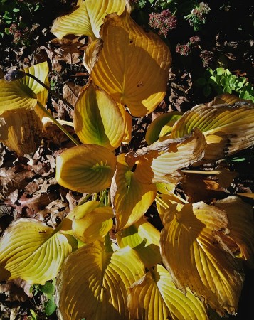 Winter leaves.