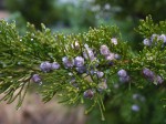 Juniper berries with water droplets.