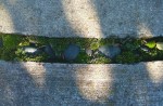 Moss growing in cracks of a labyrinth.