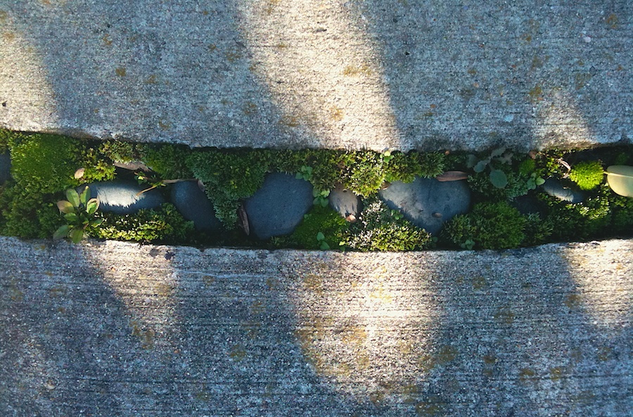 Moss growing in cracks of a labyrinth.