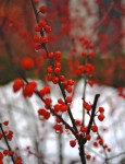 Red berries in the rain & snow.