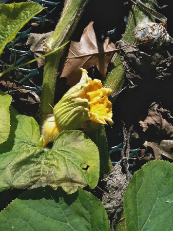 Squash blossom