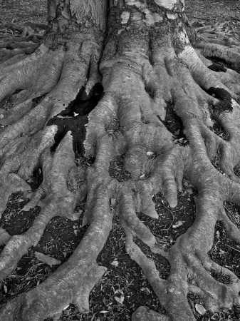 Roots, Dumbarton Oaks, Washington, DC
