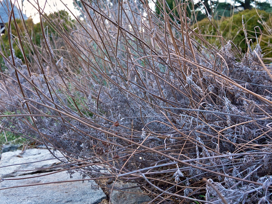 Dried foliage in the Bishops Garden