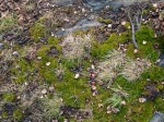 Moss and other stuff on the ground.