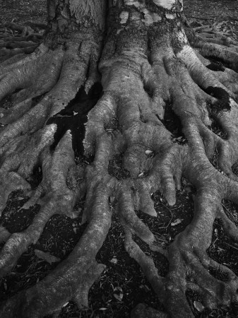 Tree Roots