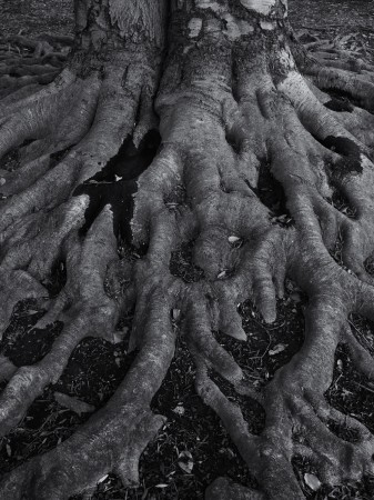 Tree Roots