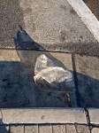 Plastic bag in gutter.