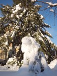 Trees bowed down with snow.