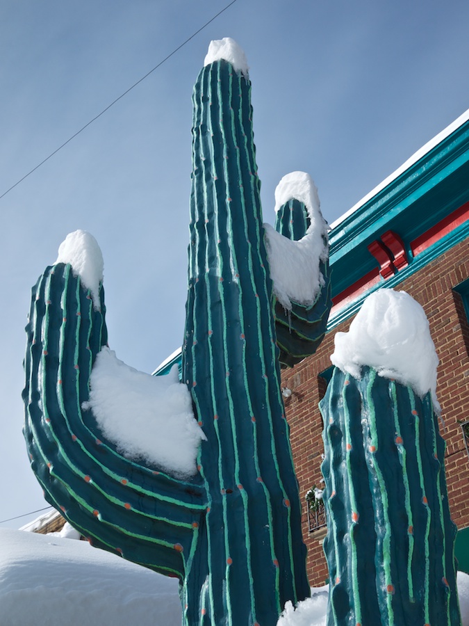 Snow-covered cactus outside Mexican restaurant.