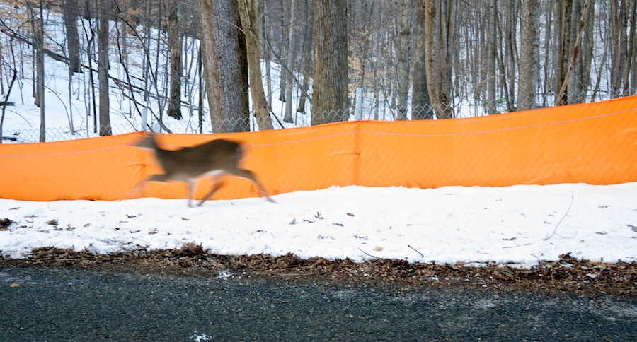 Deer, Great Falls, MD