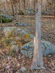 Tree stump slab.