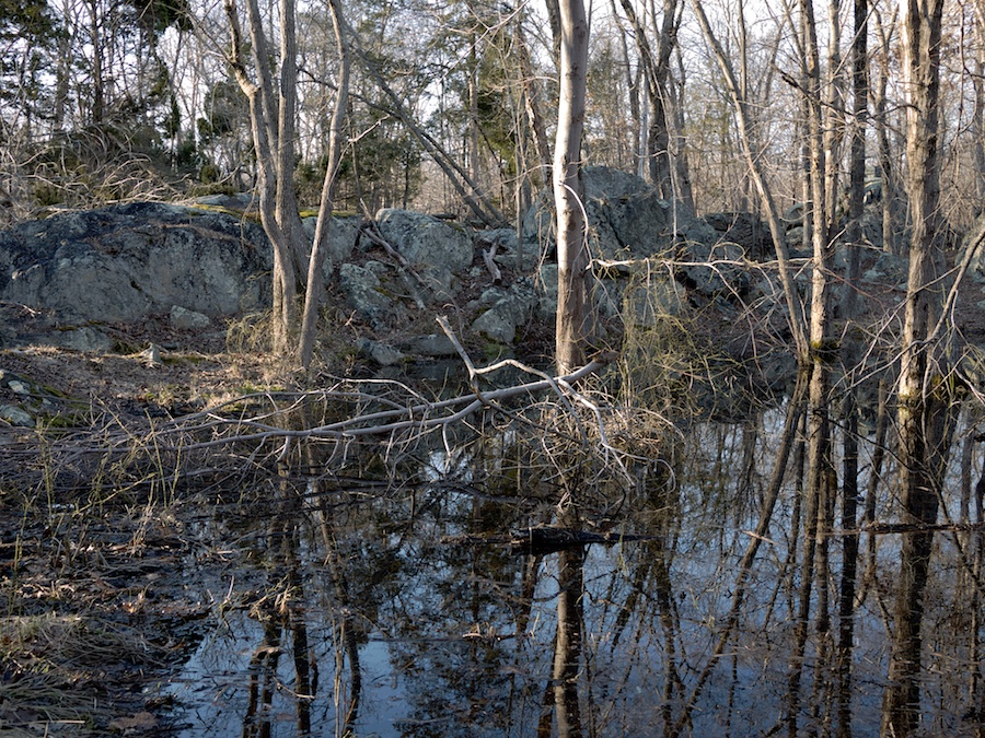 Woodland pond.